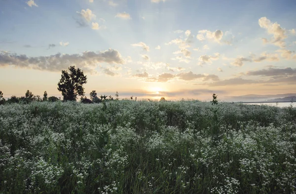 Summer morning landscape with sun rising over flower field — Stock Photo, Image