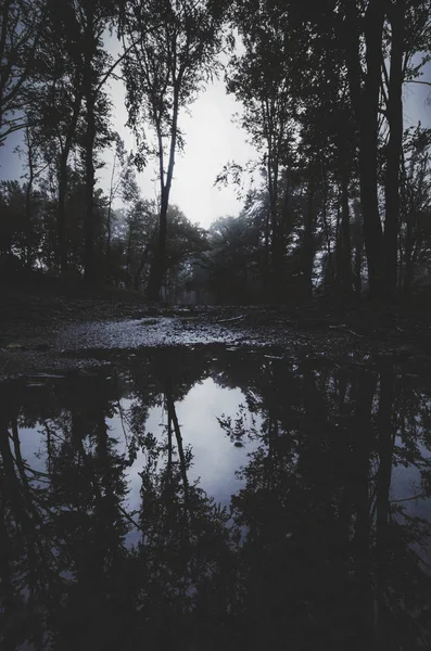 Темний ліс вночі з деревами, що відображають у воді — стокове фото