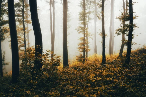 Živý podzimní les krajina v deštivém dni — Stock fotografie