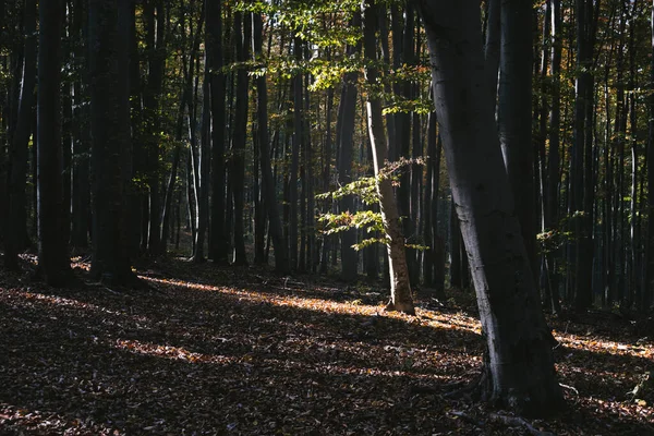 Albero Alla Luce Del Sole Nella Foresta Scura Paesaggio Naturale — Foto Stock