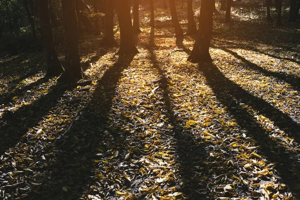 Schatten Auf Dem Waldboden Herbst — Stockfoto