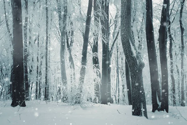 Ventisca Bosque Nevado Invierno —  Fotos de Stock