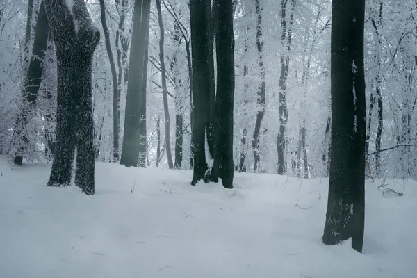 Krajobraz Lasów Zimowych Śnieg Drzewa — Zdjęcie stockowe