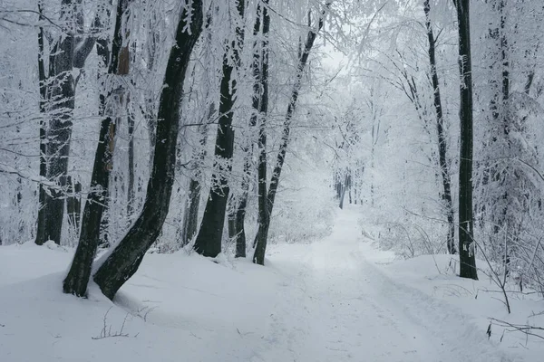 Bosweg Bedekt Met Sneeuw Winterlandschap — Stockfoto