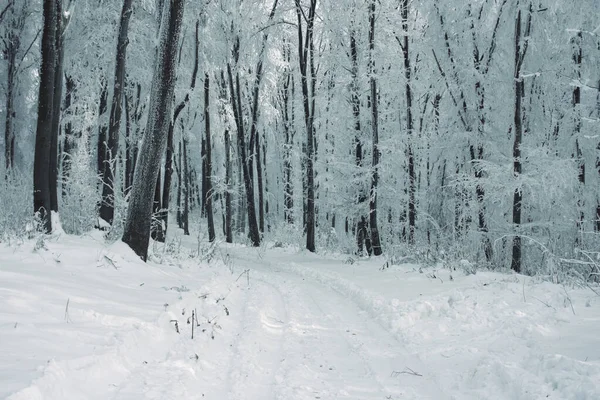 Snowy Woods Road Winter — Stock Photo, Image