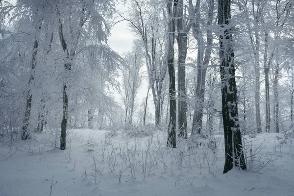 Kışın Ormanda Kar Yağar — Stok fotoğraf