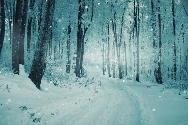 Winterkalte Waldlandschaft Schneesturm Und Schnee — Stockfoto