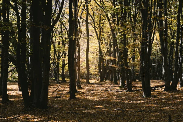 Luce Mattutina Nei Boschi Autunno — Foto Stock