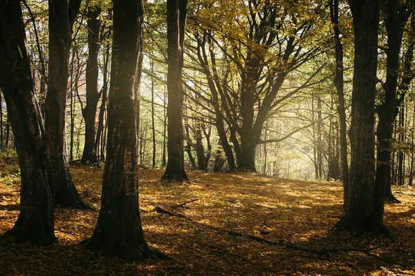 Sonbaharda Ormanda Sabah Işığı — Stok fotoğraf