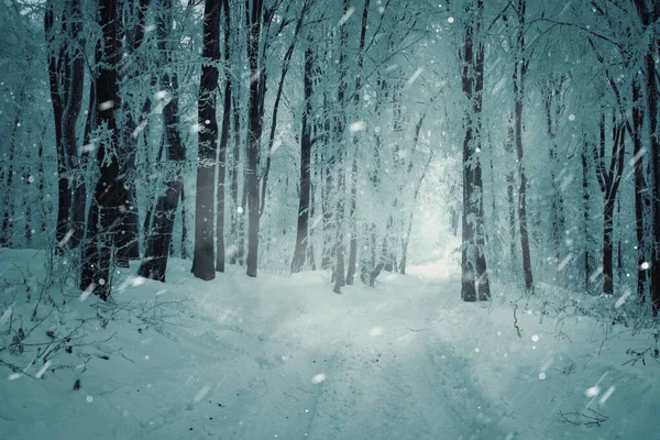Bufera Neve Nella Foresta Inverno Foto Stock