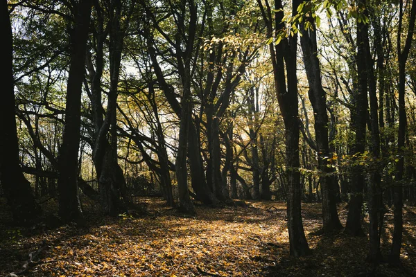 秋の森の朝の光 ストック写真