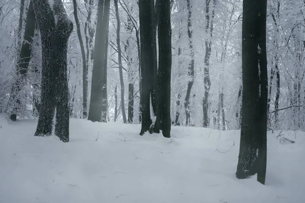 Vinter Skog Landskap Snö Och Träd Royaltyfria Stockfoton