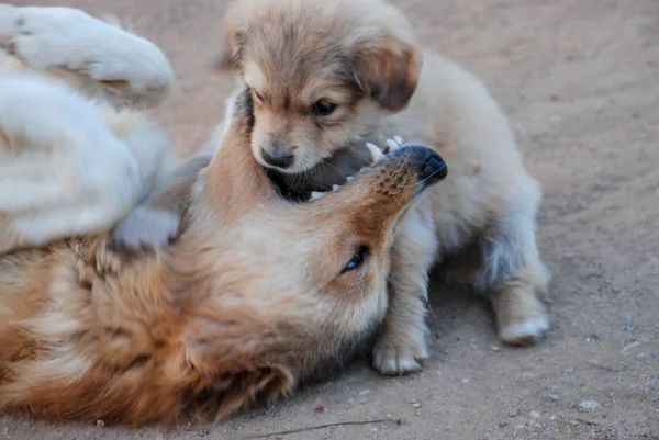 dog playfully biting with its puppy dog playfully biting with its puppy dog playfully biting with its puppy