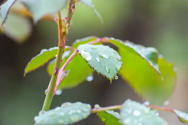 Water drops on rose leaves, selective focus