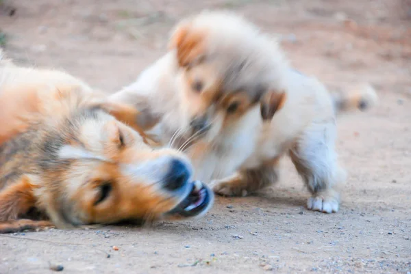 Dog and puppy playing with fun. dogs family.