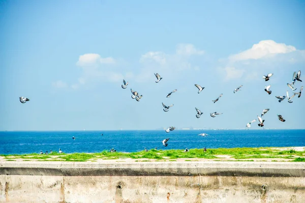 A group of doves flying near sea.