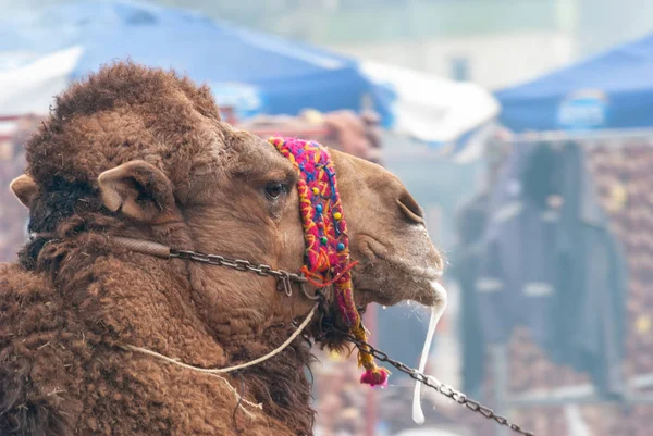 Camel wrestling. The traditional sport of camel games.