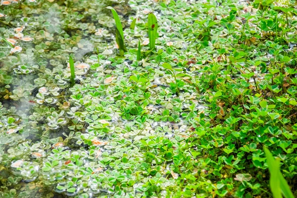 green plant in water nature scene photograph.