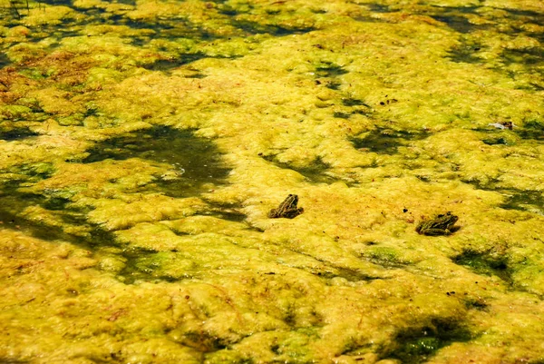 Green algae pollution and frogs on a water surface.