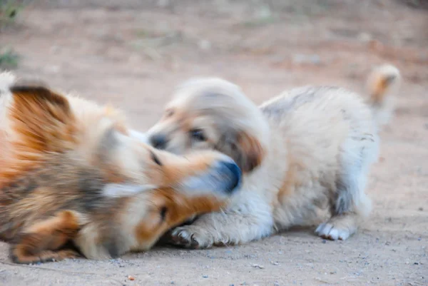 Dog playful biting her mother at nature.