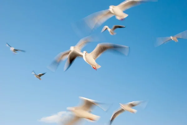 Group of flying seagull bird on sky.