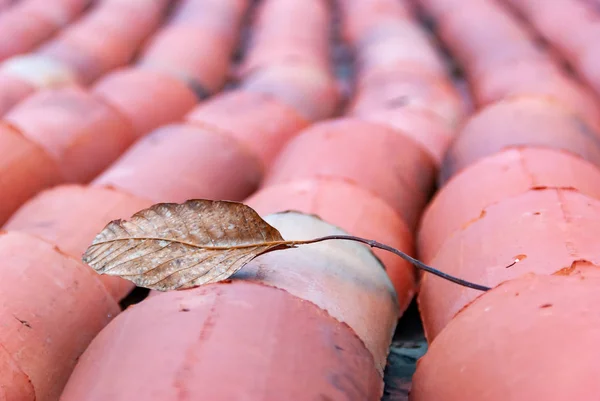 Brown leaf on the roof tile pattern.