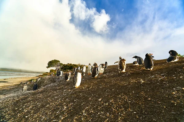 The colony of penguins on the island in the Beagle Canal. Argentine Patagonia. Ushuaia — Stock Photo, Image
