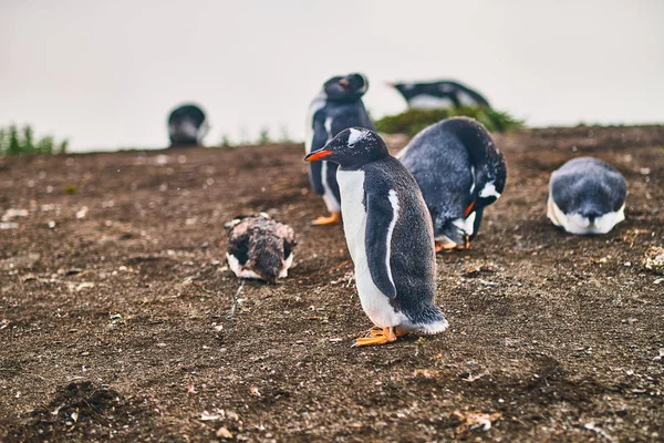 The colony of penguins on the island in the Beagle Canal. Argentine Patagonia. Ushuaia — Stock Photo, Image