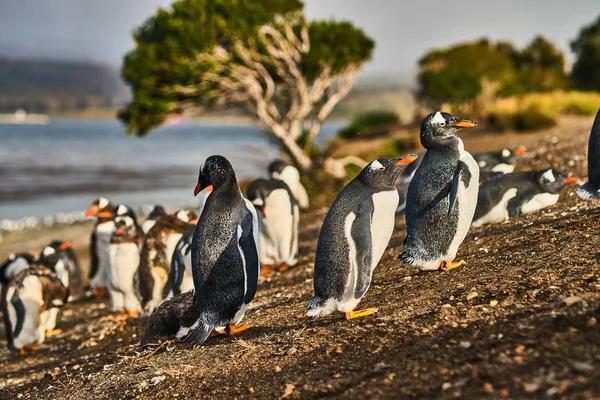 The colony of penguins on the island in the Beagle Canal. Argentine Patagonia. Ushuaia — Stock Photo, Image