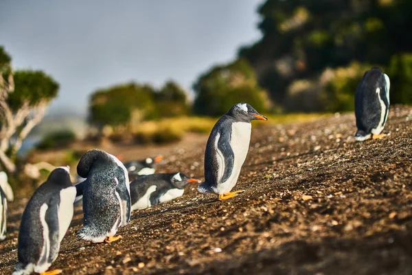 Beagle Kanalı adada penguenler koloni. Arjantin Patagonya. Ushuaia — Stok fotoğraf