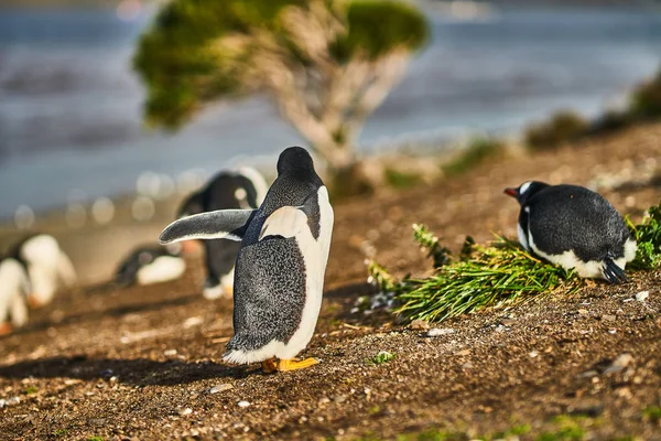 The colony of penguins on the island in the Beagle Canal. Argentine Patagonia. Ushuaia — Stock Photo, Image