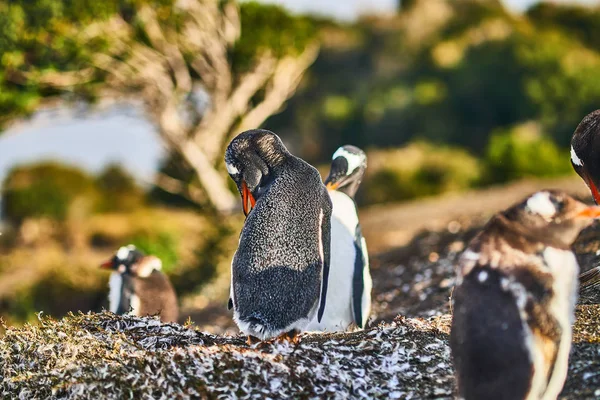 The colony of penguins on the island in the Beagle Canal. Argentine Patagonia. Ushuaia — Stock Photo, Image