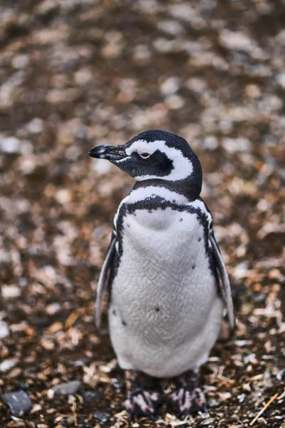 A colônia de pinguins na ilha no Canal Beagle. Patagônia Argentina. Ushuaia — Fotografia de Stock