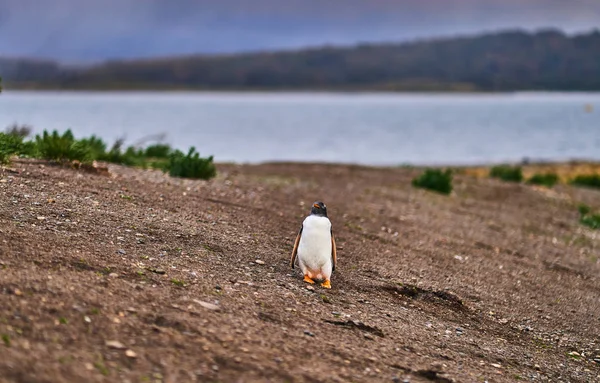 बीगल नहर में द्वीप पर पेंगुइन की बस्ती। अर्जेंटीना पटागोनिया। उशुआ — स्टॉक फ़ोटो, इमेज
