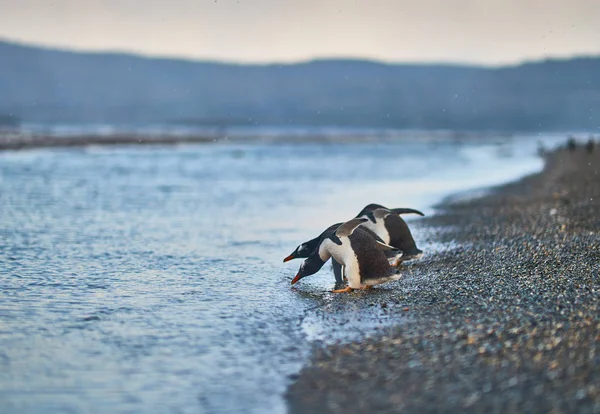 La colonie de pingouins sur l'île dans le canal Beagle. Patagonie argentine. Ushuaia — Photo