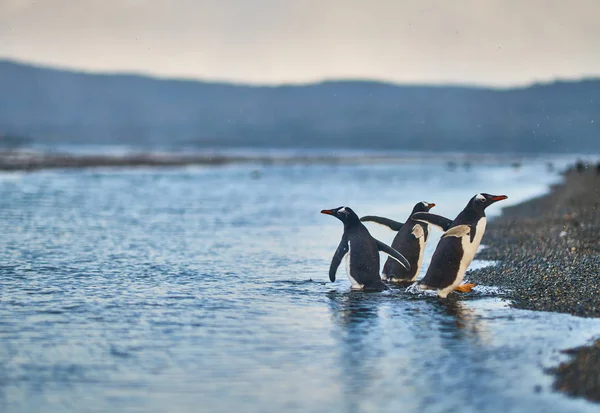 在小猎犬运河岛上的企鹅群。阿根廷巴塔哥尼亚。乌斯怀亚 — 图库照片