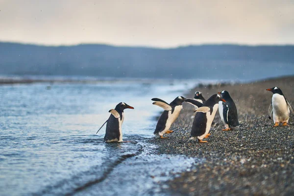 The colony of penguins on the island in the Beagle Canal. Argentine Patagonia. Ushuaia — Stock Photo, Image