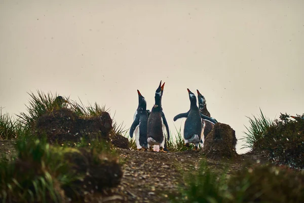 The colony of penguins on the island in the Beagle Canal. Argentine Patagonia. Ushuaia — Stock Photo, Image