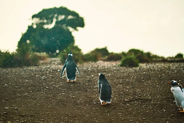 The colony of penguins on the island in the Beagle Canal. Argentine Patagonia. Ushuaia — Stock Photo, Image