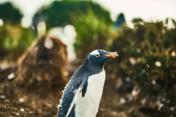 A colônia de pinguins na ilha no Canal Beagle. Patagônia Argentina. Ushuaia — Fotografia de Stock