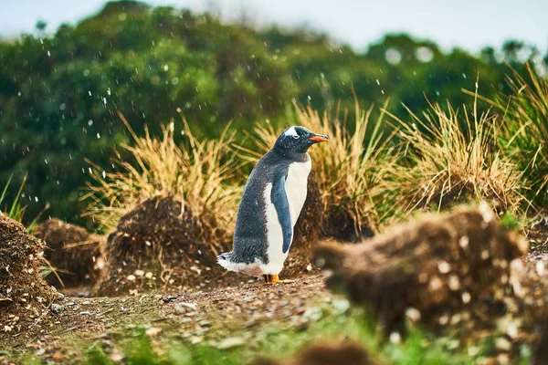 Kolonie tučňáků na ostrově v Beagle Canal. Argentinské Patagonie. Ushuaia — Stock fotografie