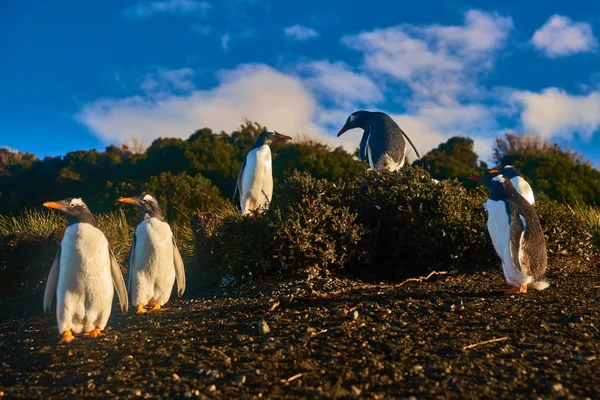 A colônia de pinguins na ilha no Canal Beagle. Patagônia Argentina. Ushuaia — Fotografia de Stock