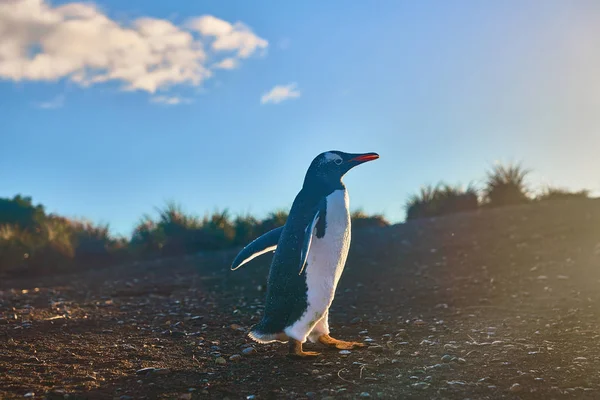 A colônia de pinguins na ilha no Canal Beagle. Patagônia Argentina. Ushuaia — Fotografia de Stock