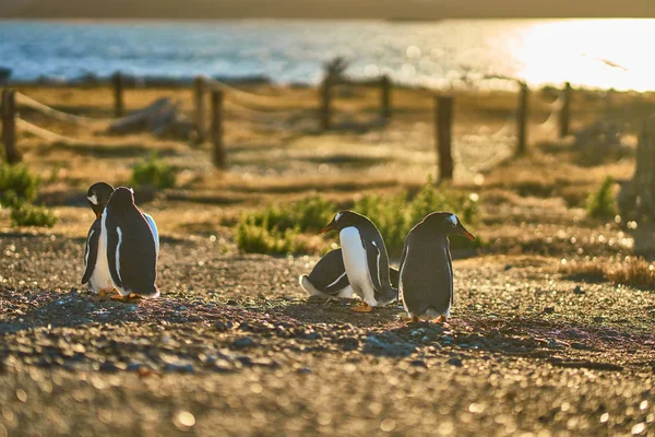 The colony of penguins on the island in the Beagle Canal. Argentine Patagonia. Ushuaia — Stock Photo, Image