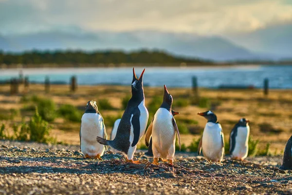 The colony of penguins on the island in the Beagle Canal. Argentine Patagonia. Ushuaia — Stock Photo, Image