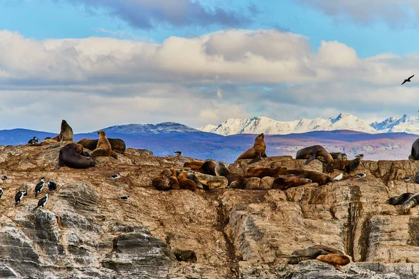 Lvounů a pták na malém ostrově v Beagle Canal. Argentinské Patagonie na podzim — Stock fotografie