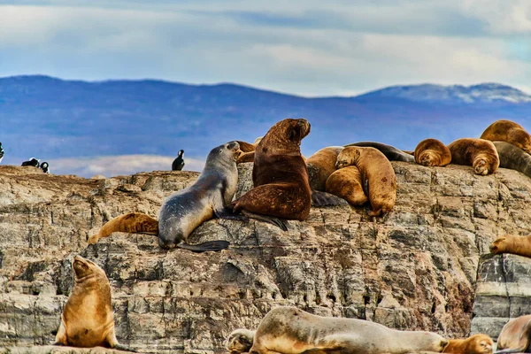 Leones marinos y un pájaro en una pequeña isla en el Canal de Beagle. Patagonia Argentina en otoño —  Fotos de Stock