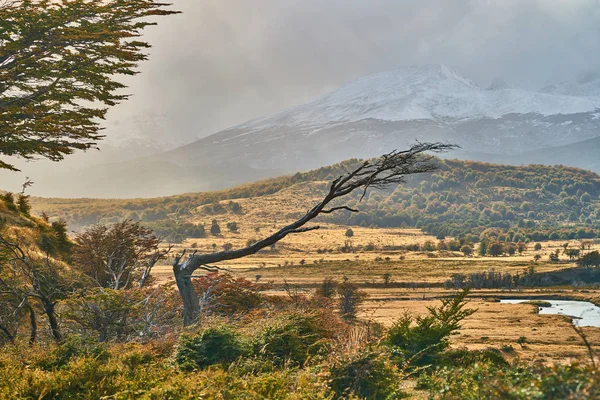 Snaren uit de constante wind bomen in de buurt van Ushuaia. Argentijns Patagonië in het najaar — Stockfoto