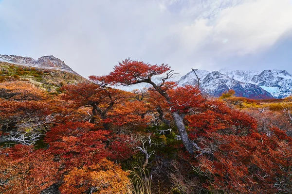 Paisagem com árvores de outono, céu nublado e a neve nas montanhas no Parque Nacional Los Glaciares National Park. Patagônia argentina no outono . — Fotografia de Stock
