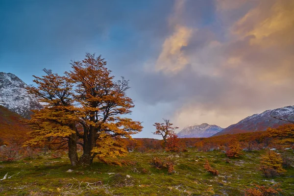 Paisagem com árvores de outono, céu nublado e a neve nas montanhas no Parque Nacional Los Glaciares National Park. Patagônia argentina no outono . — Fotografia de Stock